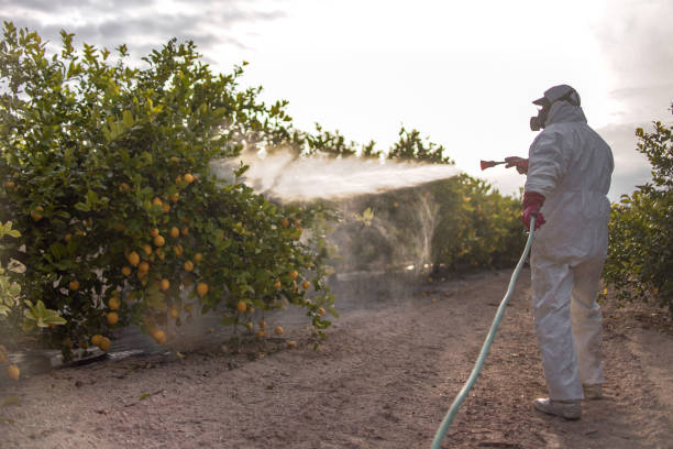 Best Mosquito Control Services  in Arcadia, SC